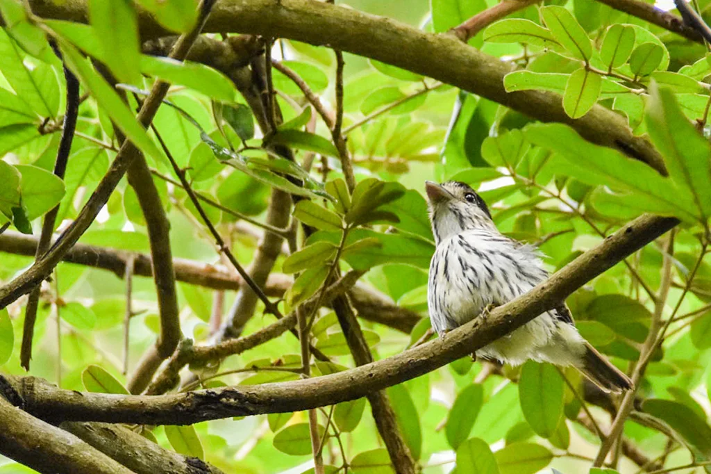 非洲阔嘴鸟(Smithornis capensis)