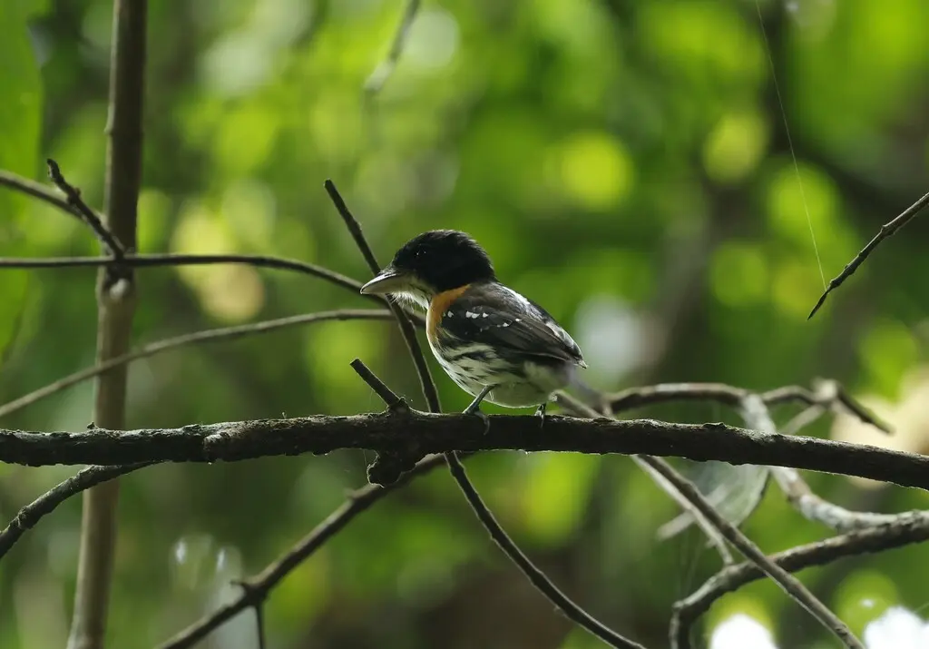 棕胁阔嘴鸟(Smithornis rufolateralis)