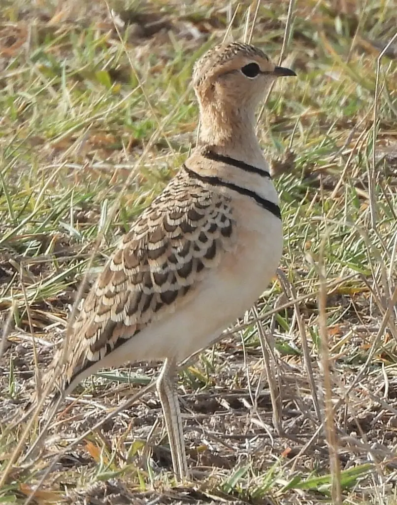双领斑走鸻(Smutsornis africanus)
