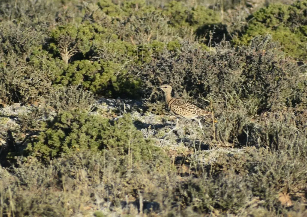 双领斑走鸻(Smutsornis africanus)