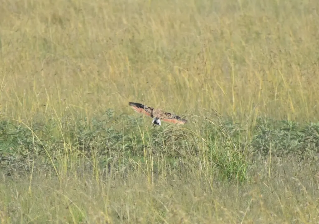 双领斑走鸻(Smutsornis africanus)
