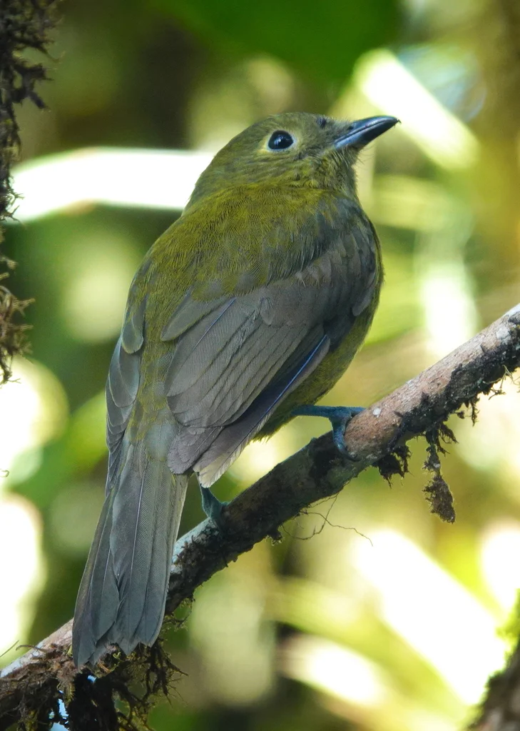 橄榄绿伞鸟(Snowornis cryptolophus)