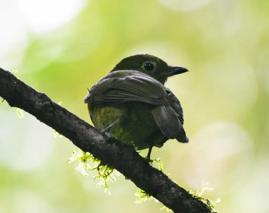 橄榄绿伞鸟(Snowornis cryptolophus)
