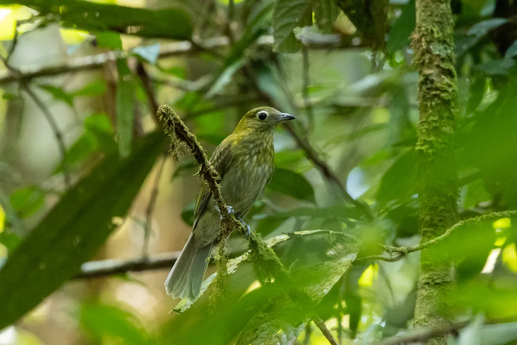 灰尾伞鸟(Snowornis subalaris)