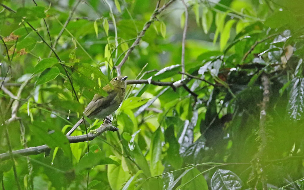 灰尾伞鸟(Snowornis subalaris)