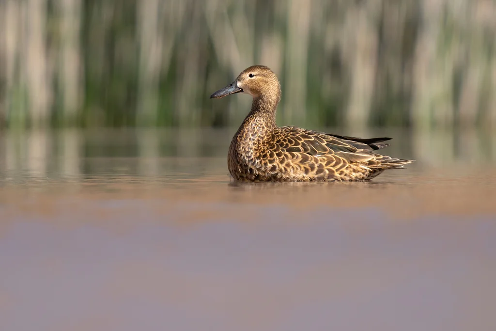 桂红鸭(Spatula cyanoptera)