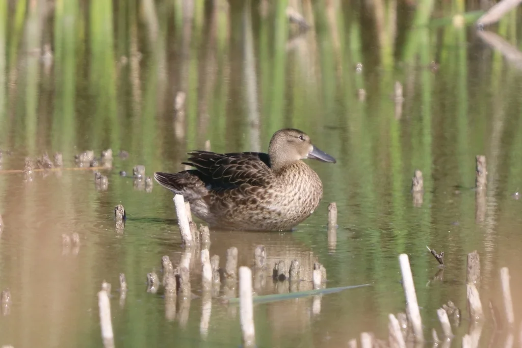 桂红鸭(Spatula cyanoptera)