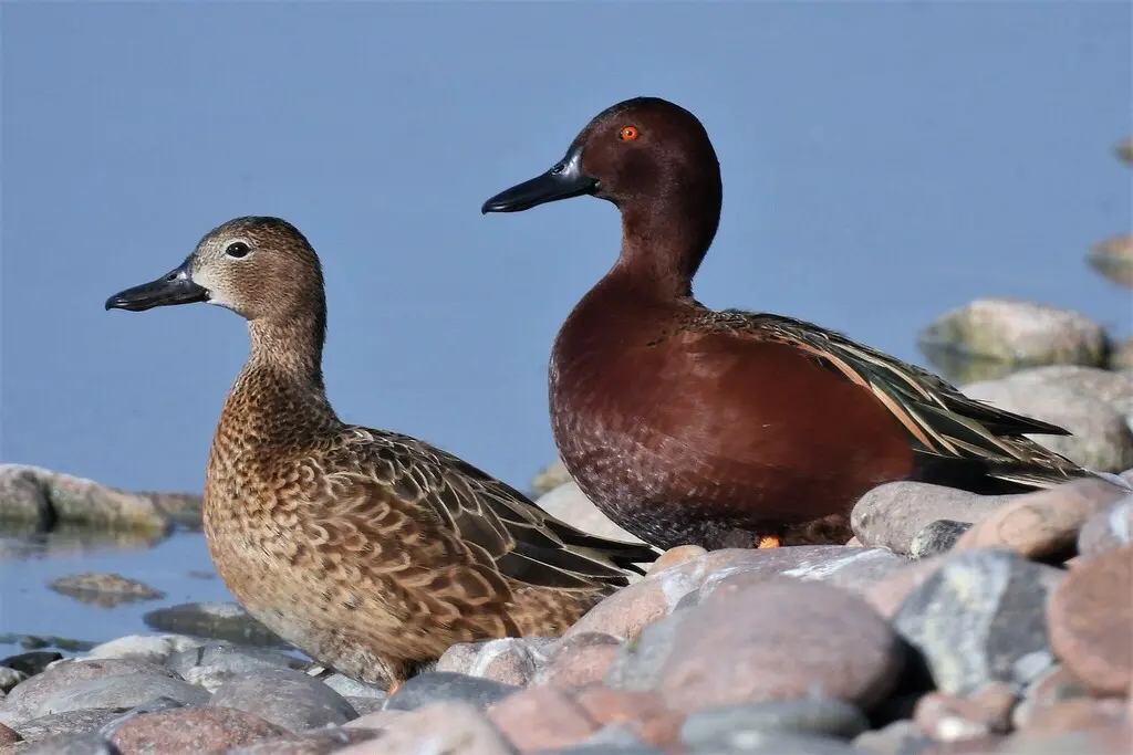 桂红鸭(Spatula cyanoptera)