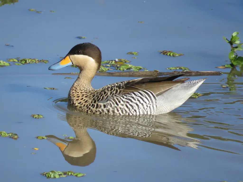 银鸭(Spatula versicolor)