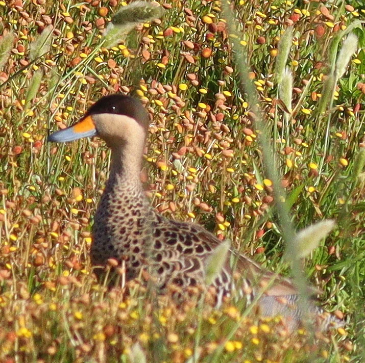 银鸭(Spatula versicolor)