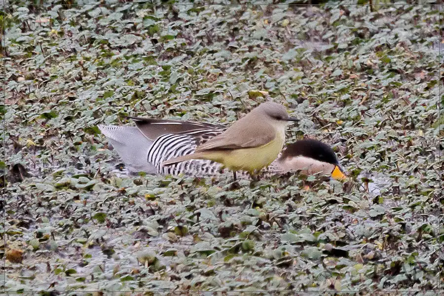 银鸭(Spatula versicolor)