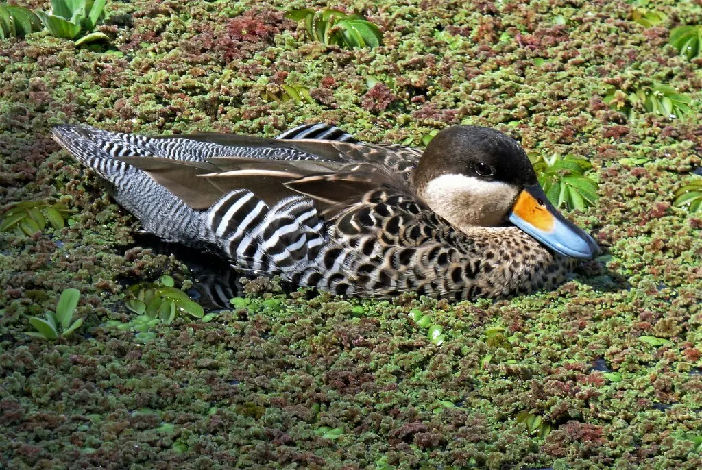银鸭(Spatula versicolor)