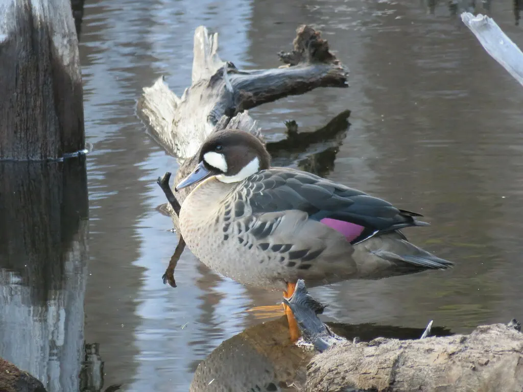 铜翅鸭（Speculanas specularis）