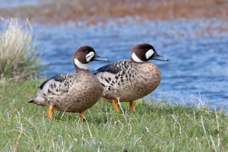 铜翅鸭（Speculanas specularis）