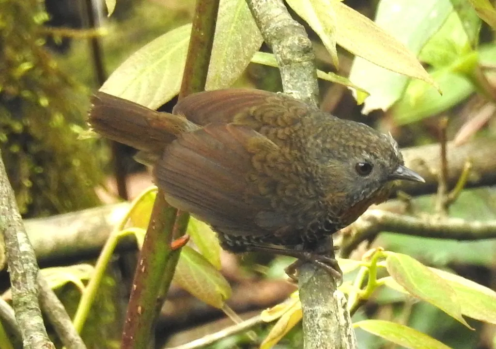 锈喉鹩鹛(Spelaeornis badeigularis)