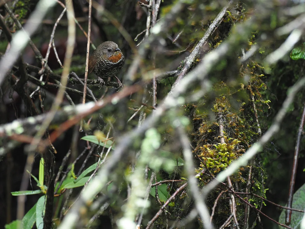 锈喉鹩鹛(Spelaeornis badeigularis)