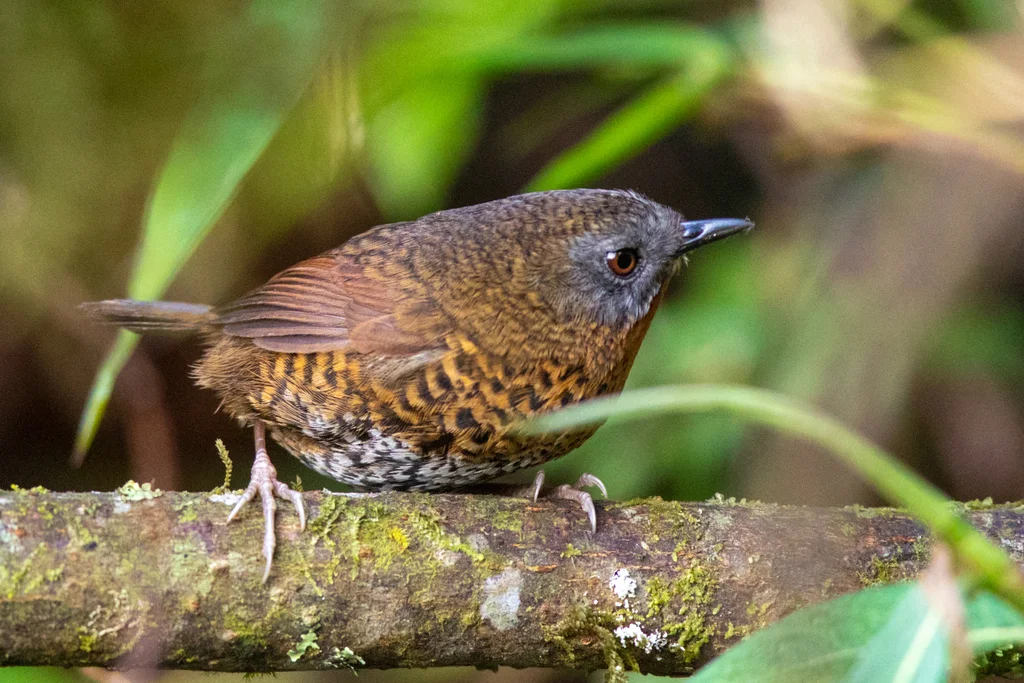 棕喉鹩鹛(Spelaeornis caudatus)