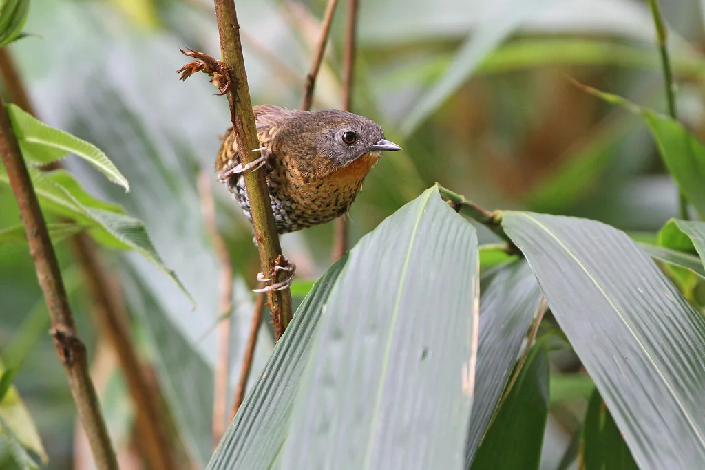 棕喉鹩鹛(Spelaeornis caudatus)