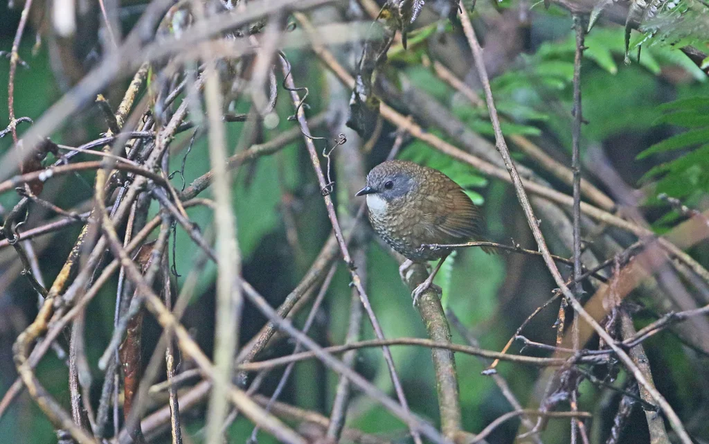 淡喉鹩鹛(Spelaeornis kinneari)
