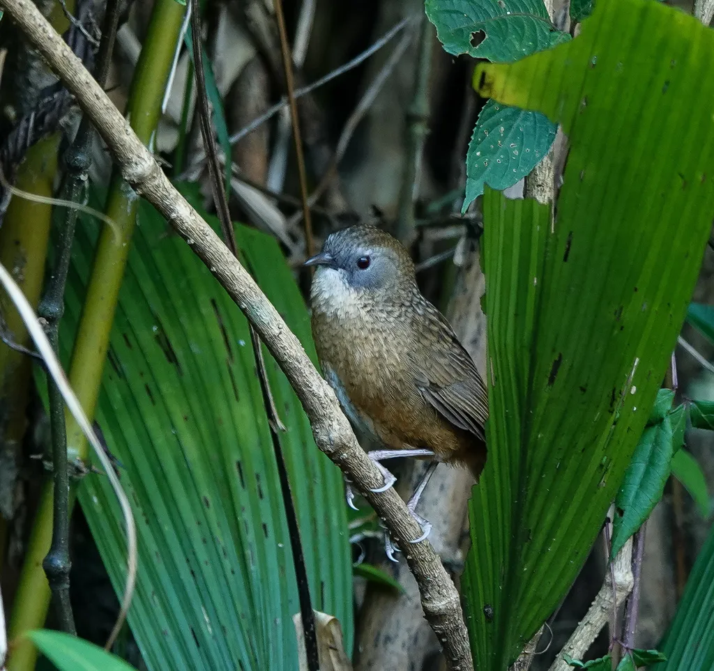 茶胸鹩鹛(Spelaeornis longicaudatus)