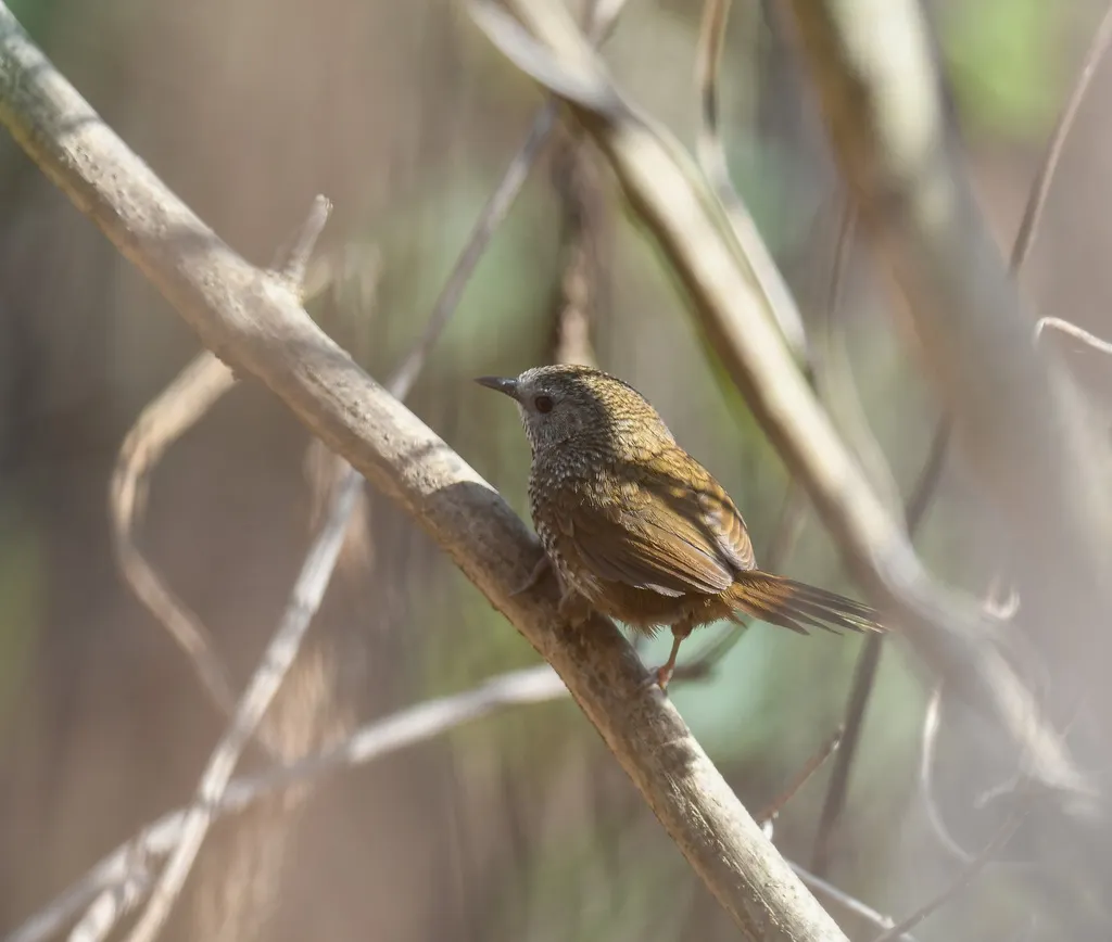 缅甸鹩鹛（Spelaeornis oatesi）