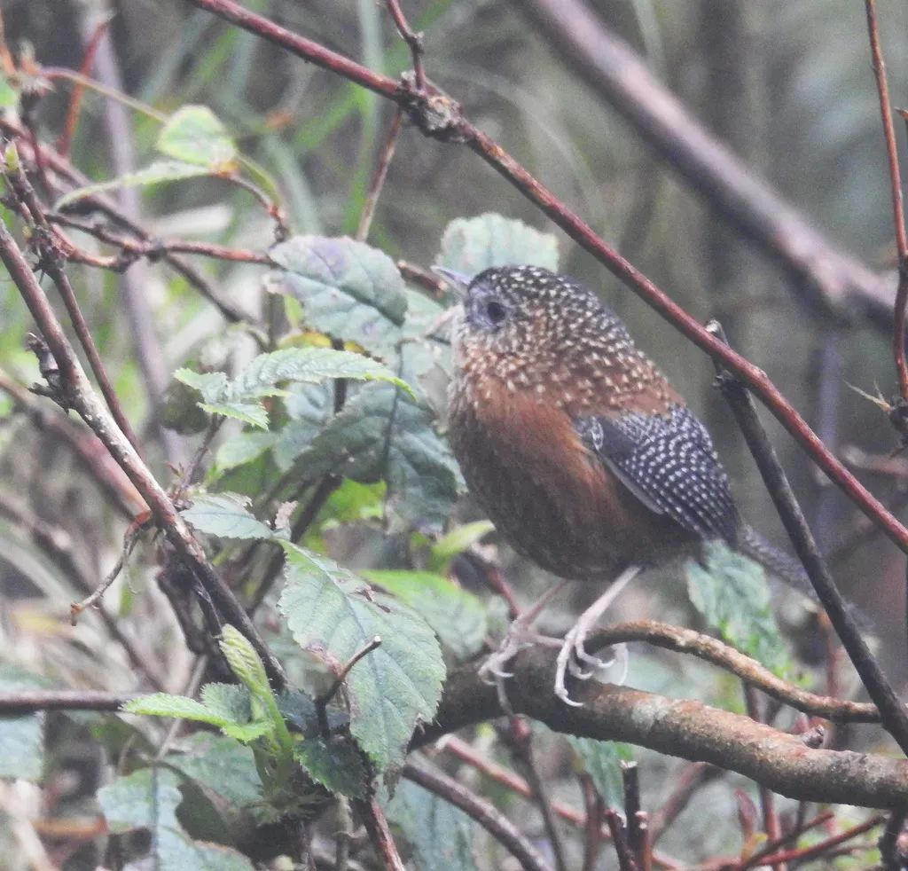斑翅鹩鹛(Spelaeornis troglodytoides)