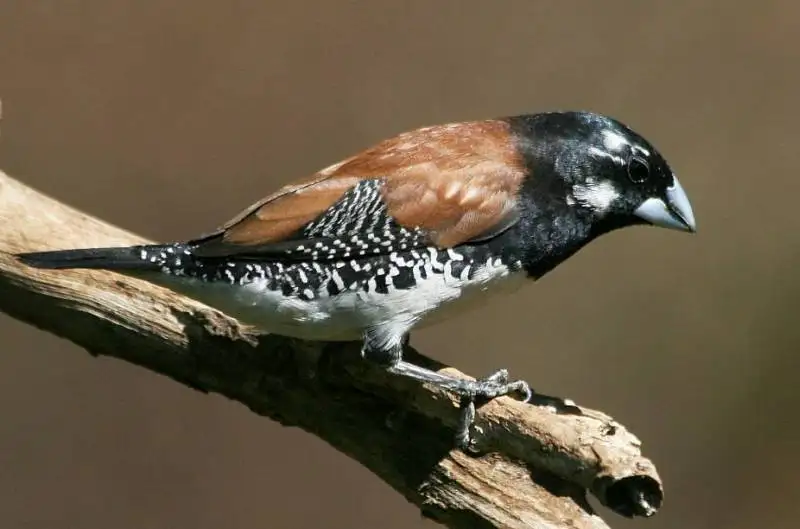 黑白文鸟(Spermestes bicolor)