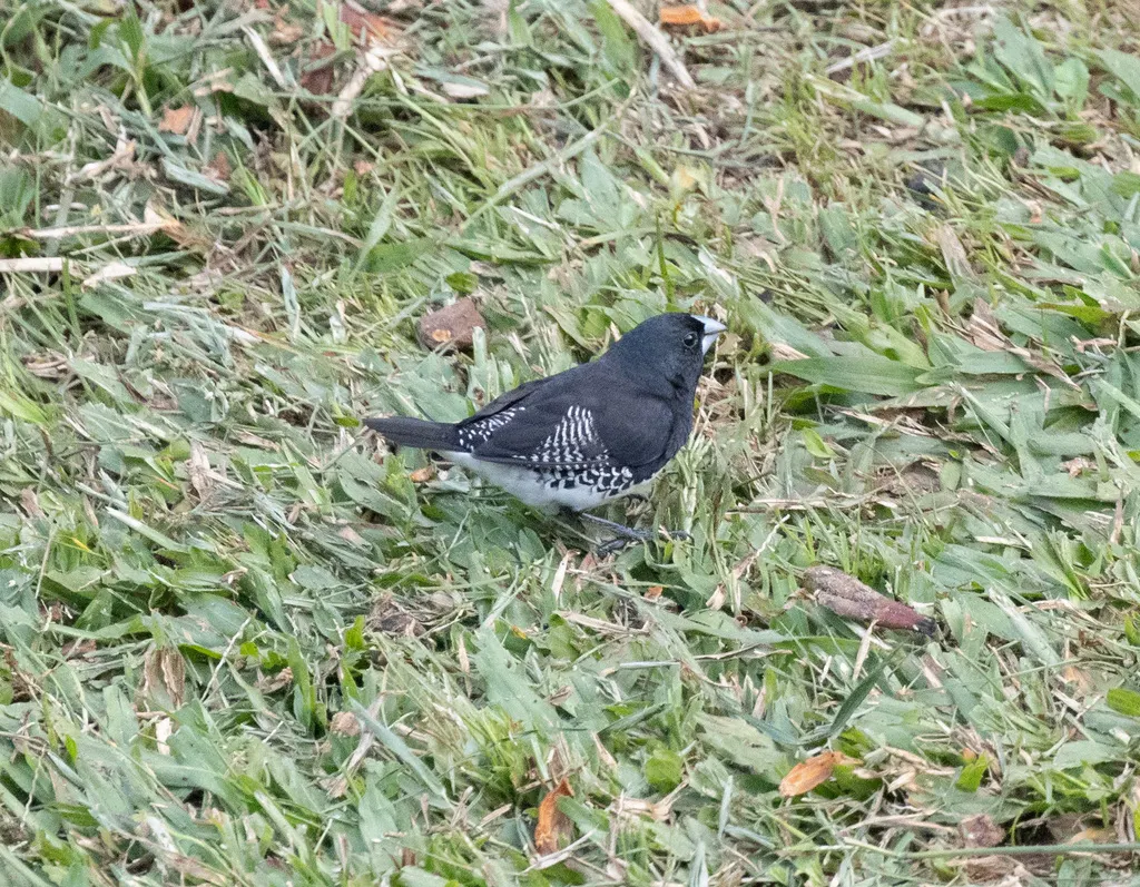 黑白文鸟(Spermestes bicolor)