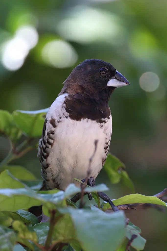 铜色文鸟(Spermestes cucullata)