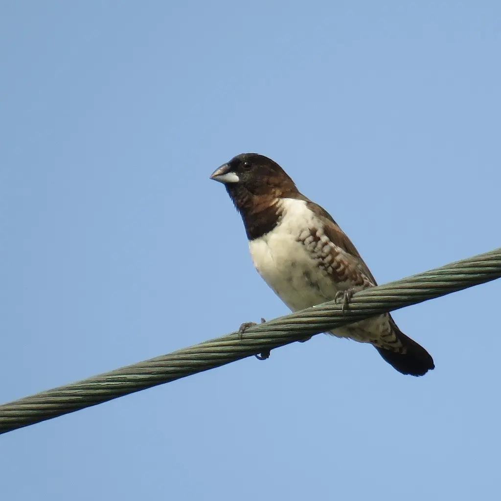 铜色文鸟(Spermestes cucullata)