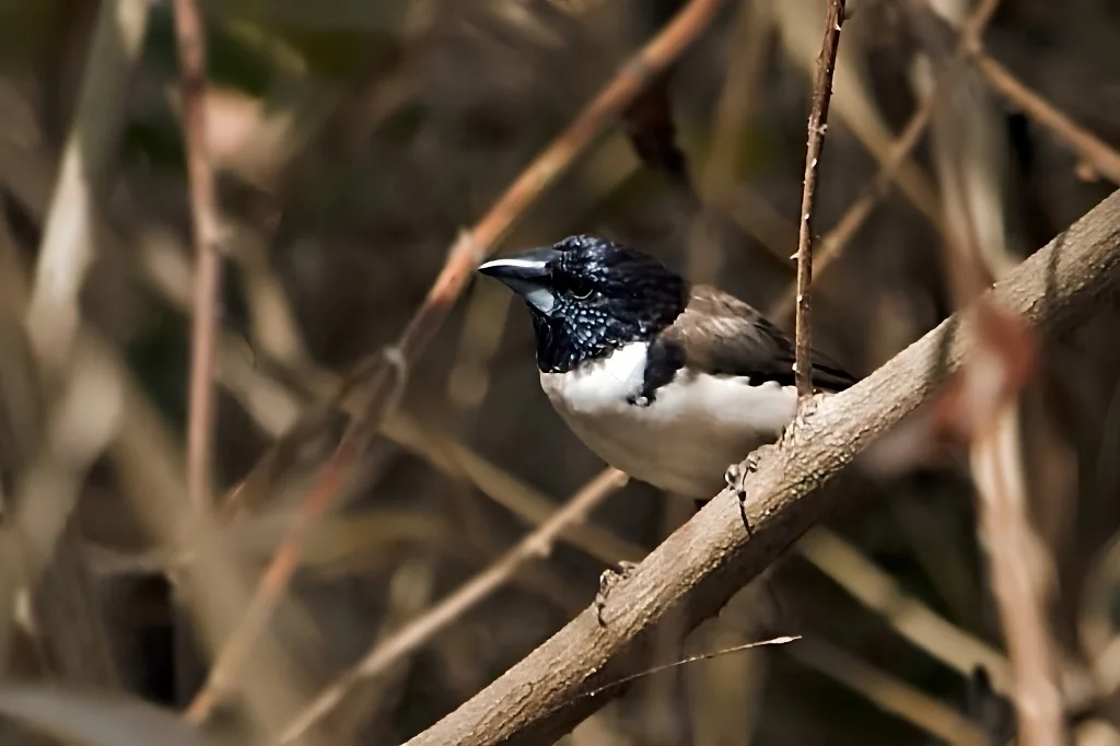 鹊文鸟(Spermestes fringilloides)