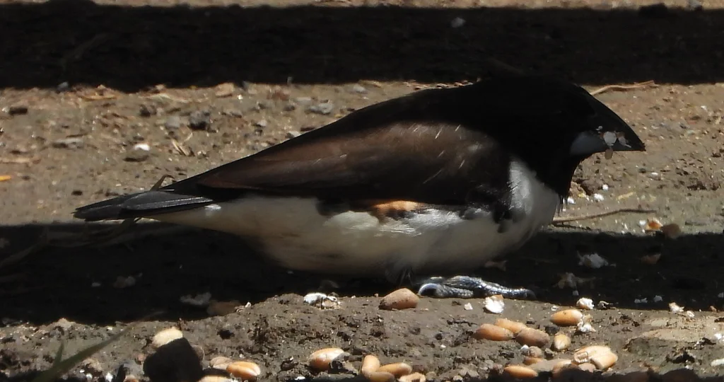鹊文鸟(Spermestes fringilloides)
