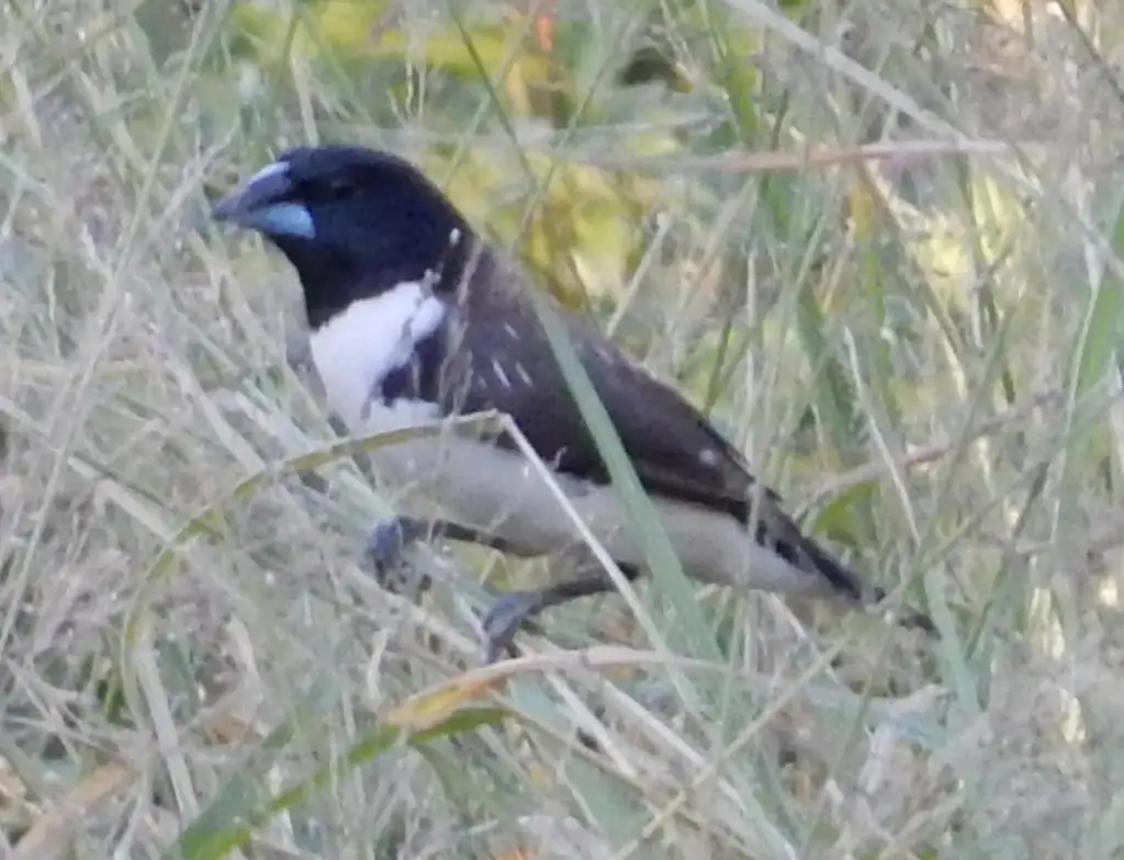 鹊文鸟(Spermestes fringilloides)
