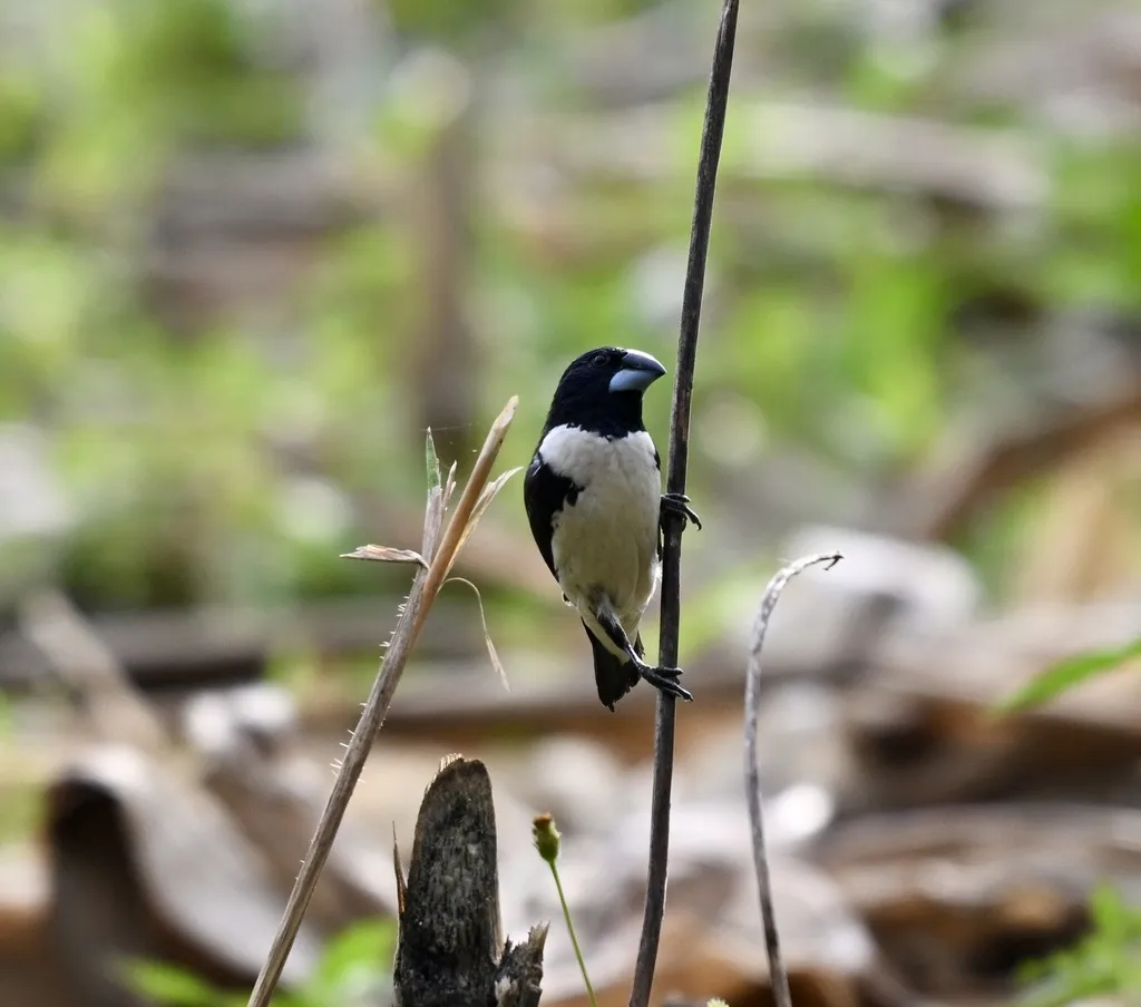 鹊文鸟(Spermestes fringilloides)