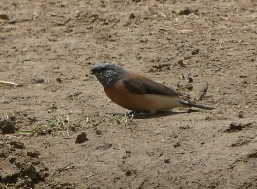 斑颊文鸟(Spermestes griseicapilla)