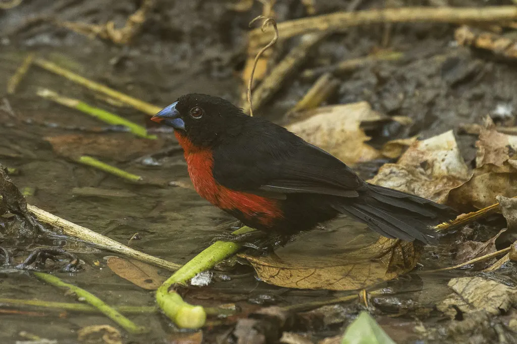 红胸蓝嘴雀(Spermophaga haematina)
