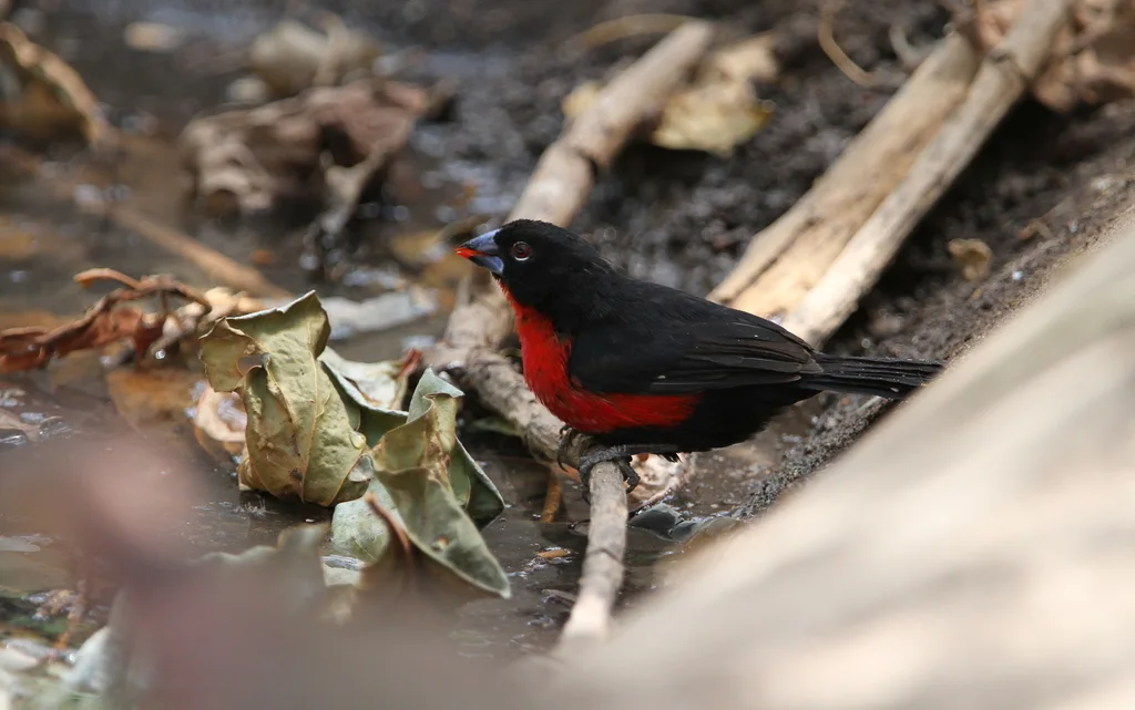 红胸蓝嘴雀(Spermophaga haematina)