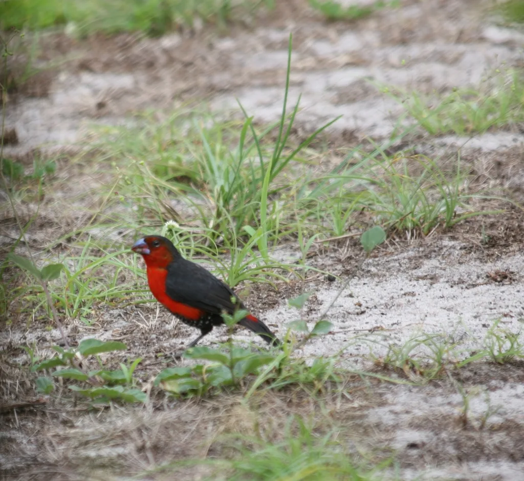 红胸蓝嘴雀(Spermophaga haematina)