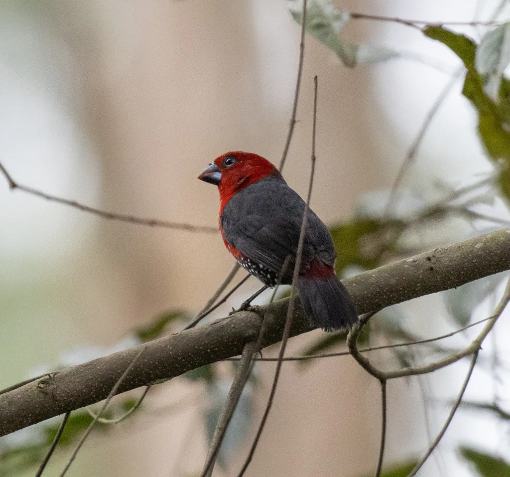 红头蓝嘴雀(Spermophaga ruficapilla)