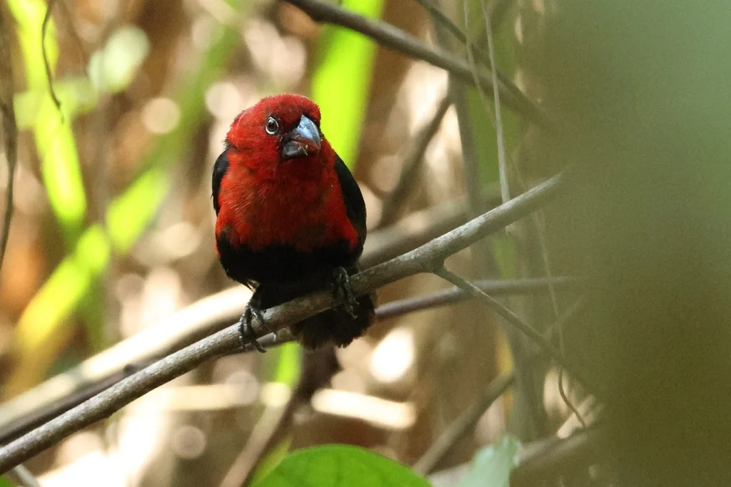 红头蓝嘴雀(Spermophaga ruficapilla)