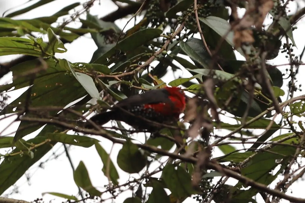 红头蓝嘴雀(Spermophaga ruficapilla)