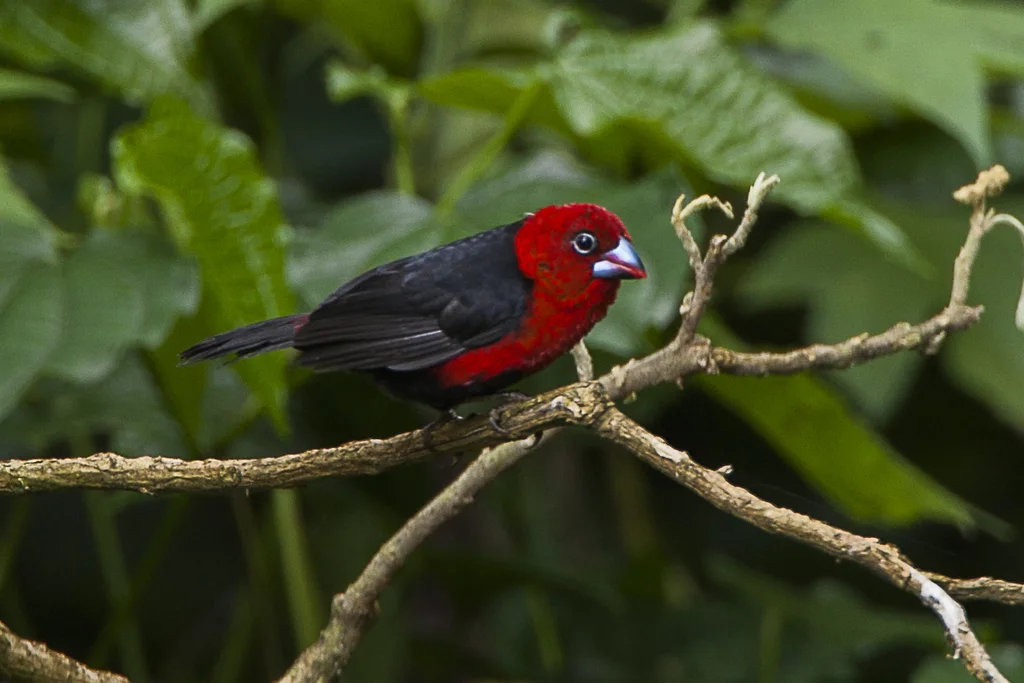 红头蓝嘴雀(Spermophaga ruficapilla)
