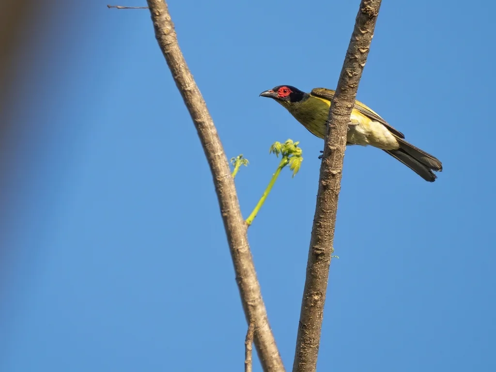绿裸眼鹂(Sphecotheres viridis)