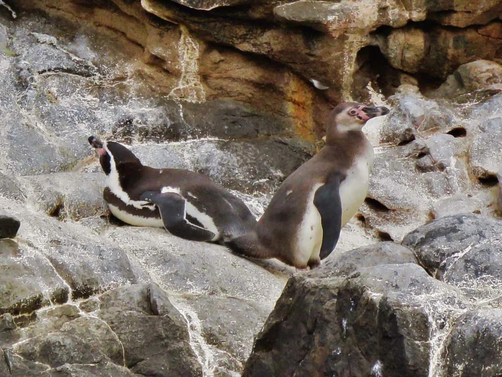 秘鲁企鹅(Spheniscus humboldti)