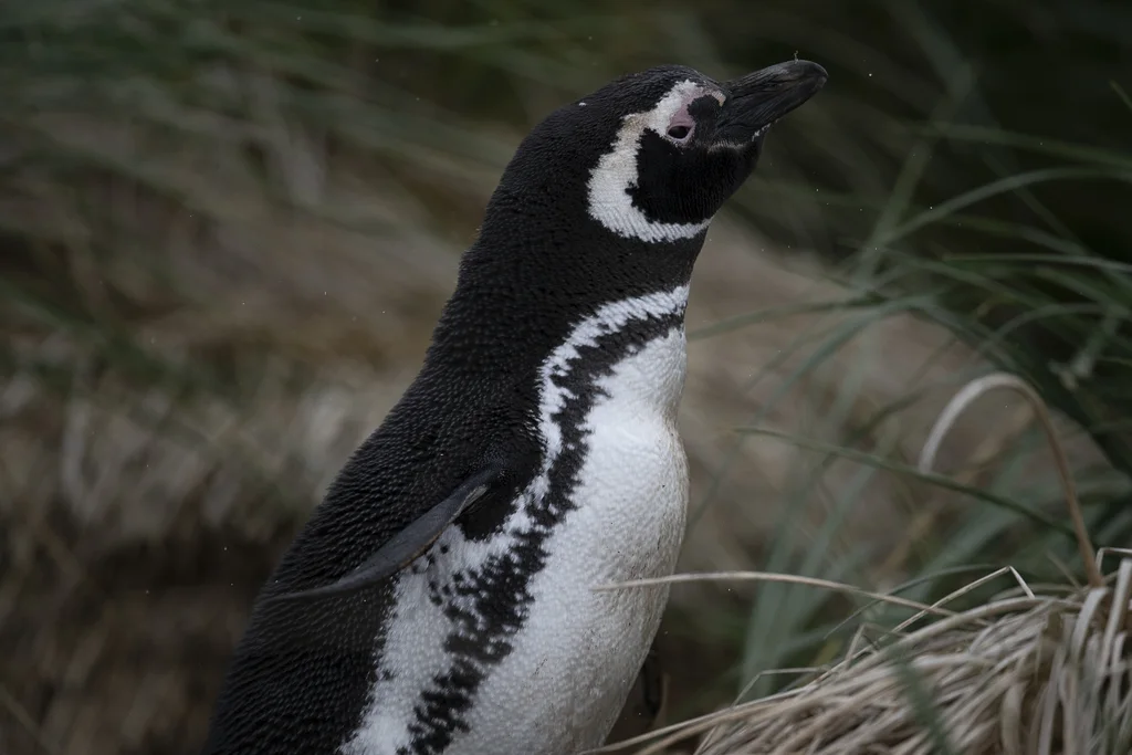 南美企鹅(Spheniscus magellanicus)