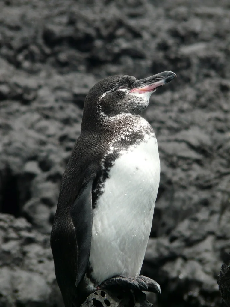 加岛企鹅(Spheniscus mendiculus)
