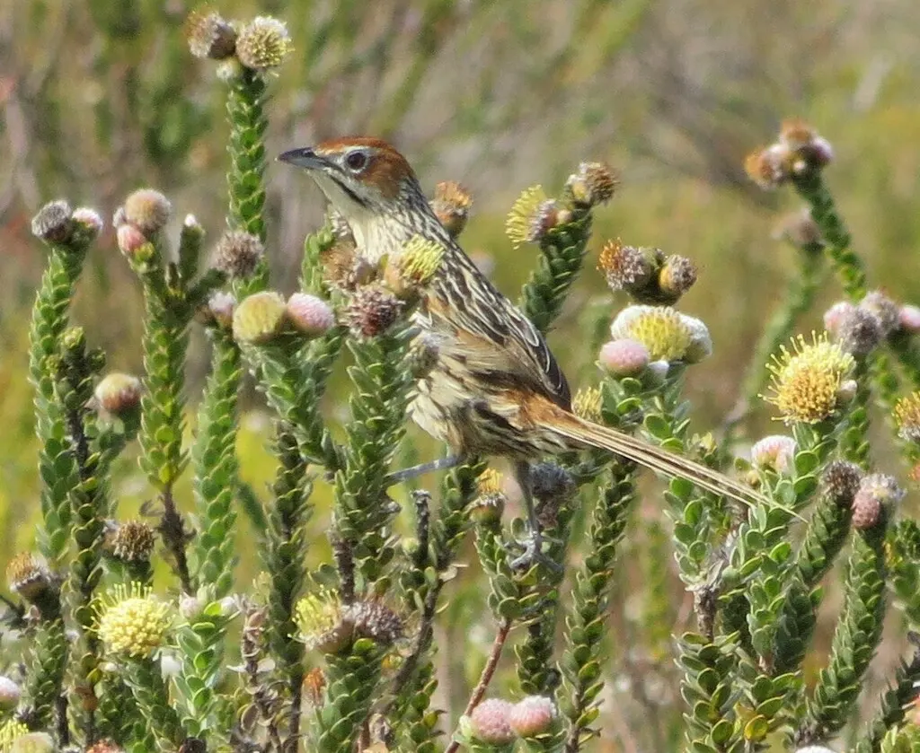 草莺(Sphenoeacus afer)