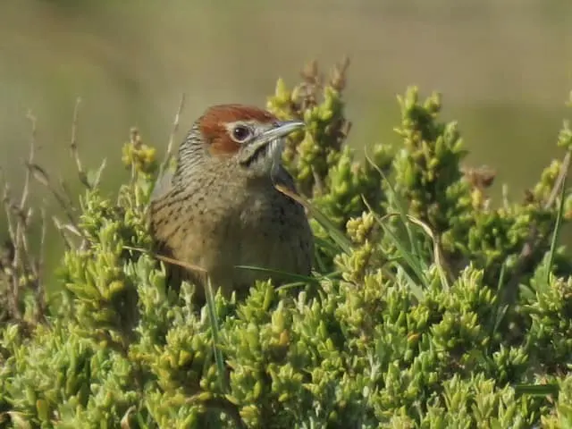 草莺(Sphenoeacus afer)