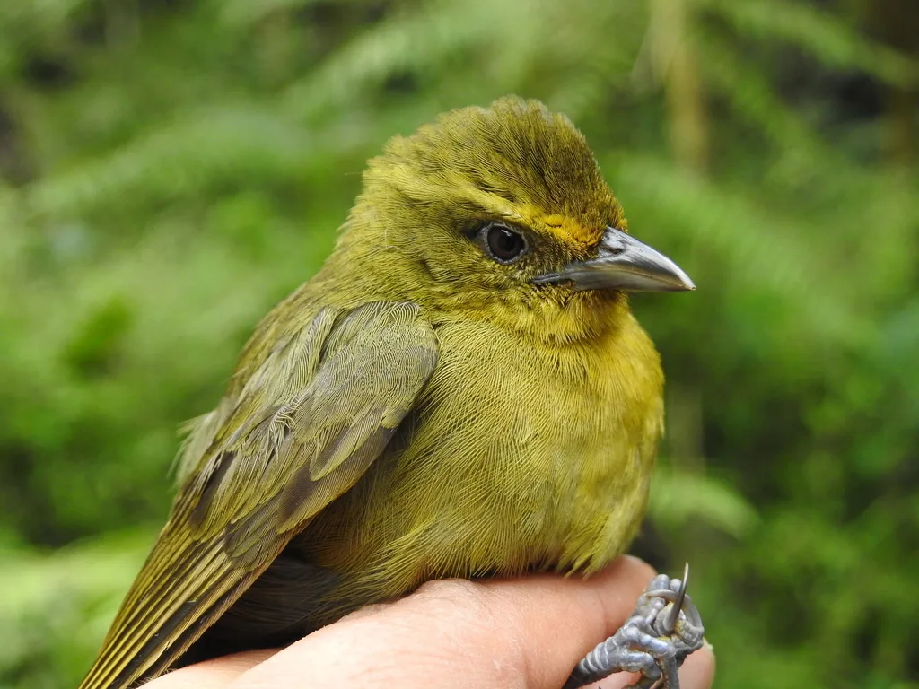 绿拟雀(Sphenopsis frontalis)