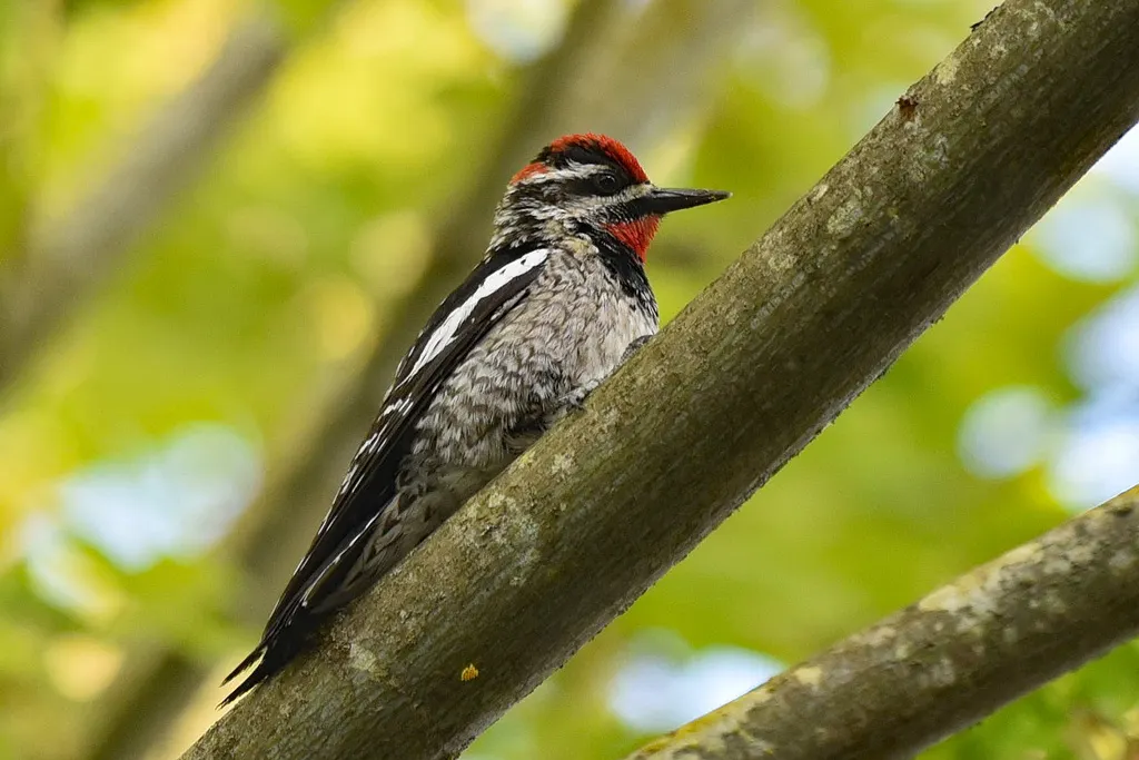 红颈吸汁啄木鸟(Sphyrapicus nuchalis)